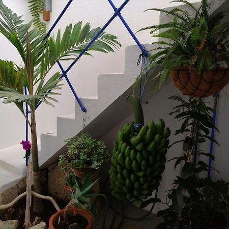 La Haciendita De La Casita Azul Puerto de la Cruz  Extérieur photo