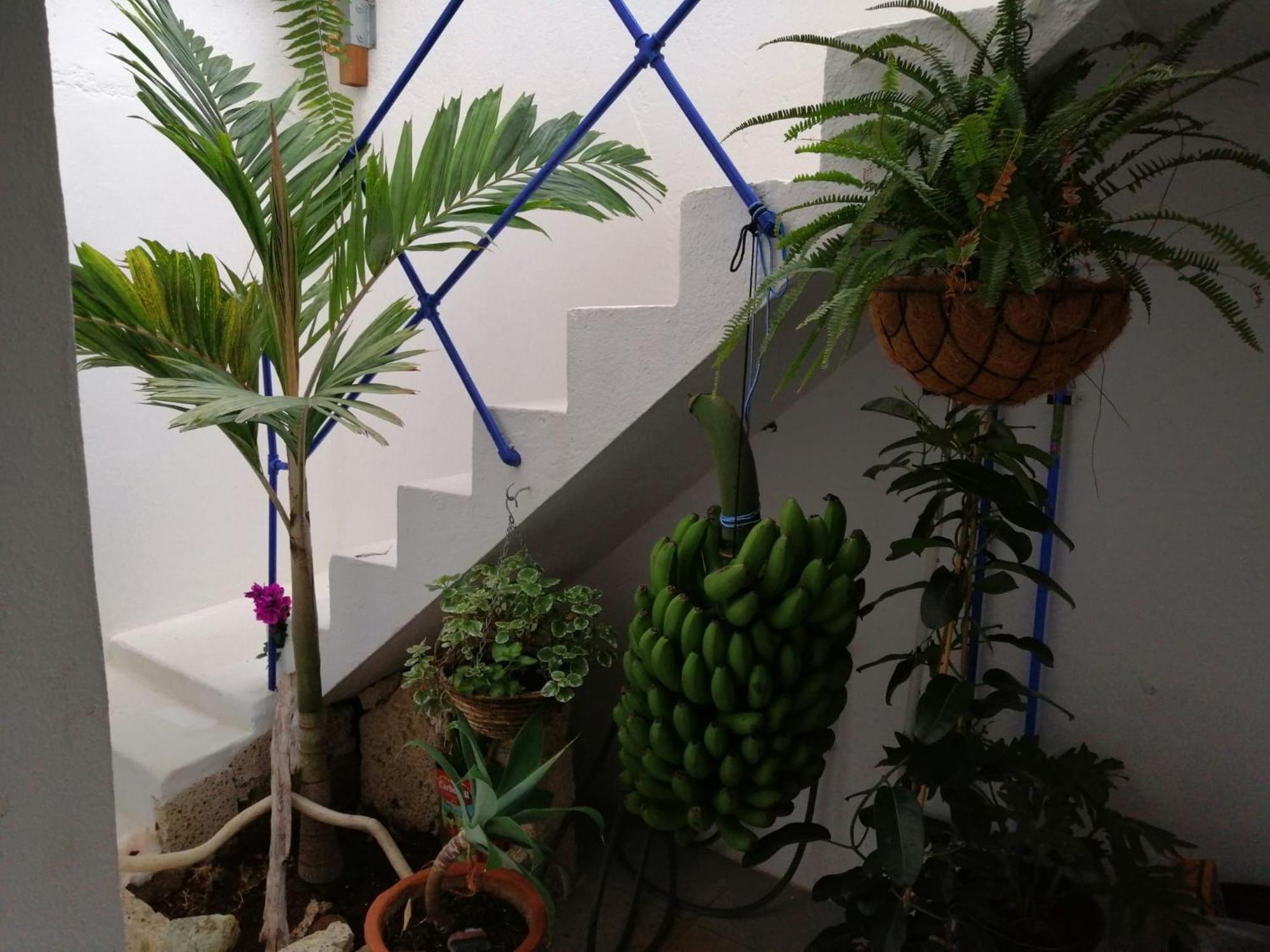 La Haciendita De La Casita Azul Puerto de la Cruz  Extérieur photo